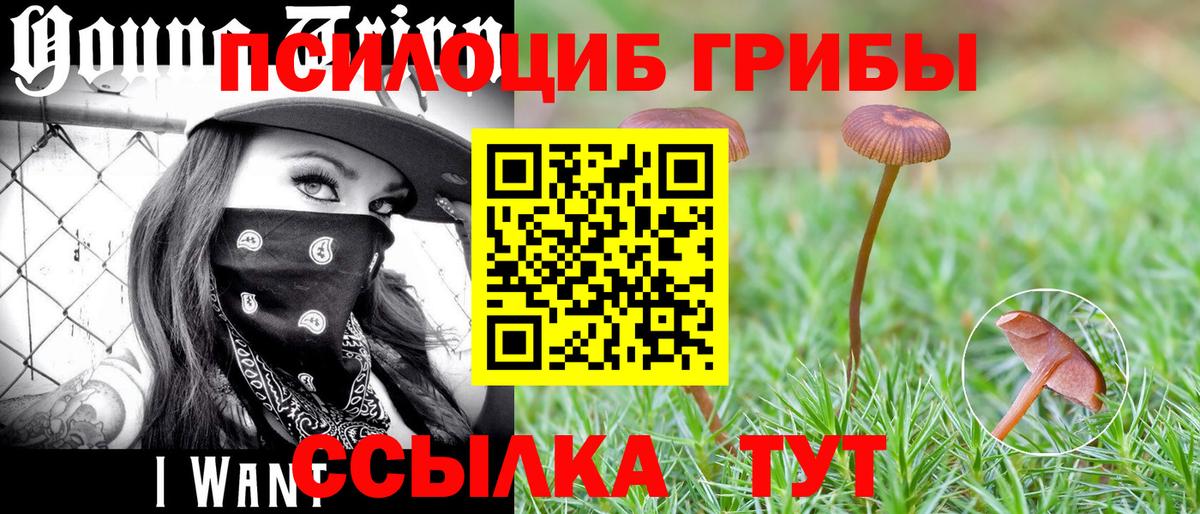 Галлюциногенные грибы Cubensis  Муравленко 